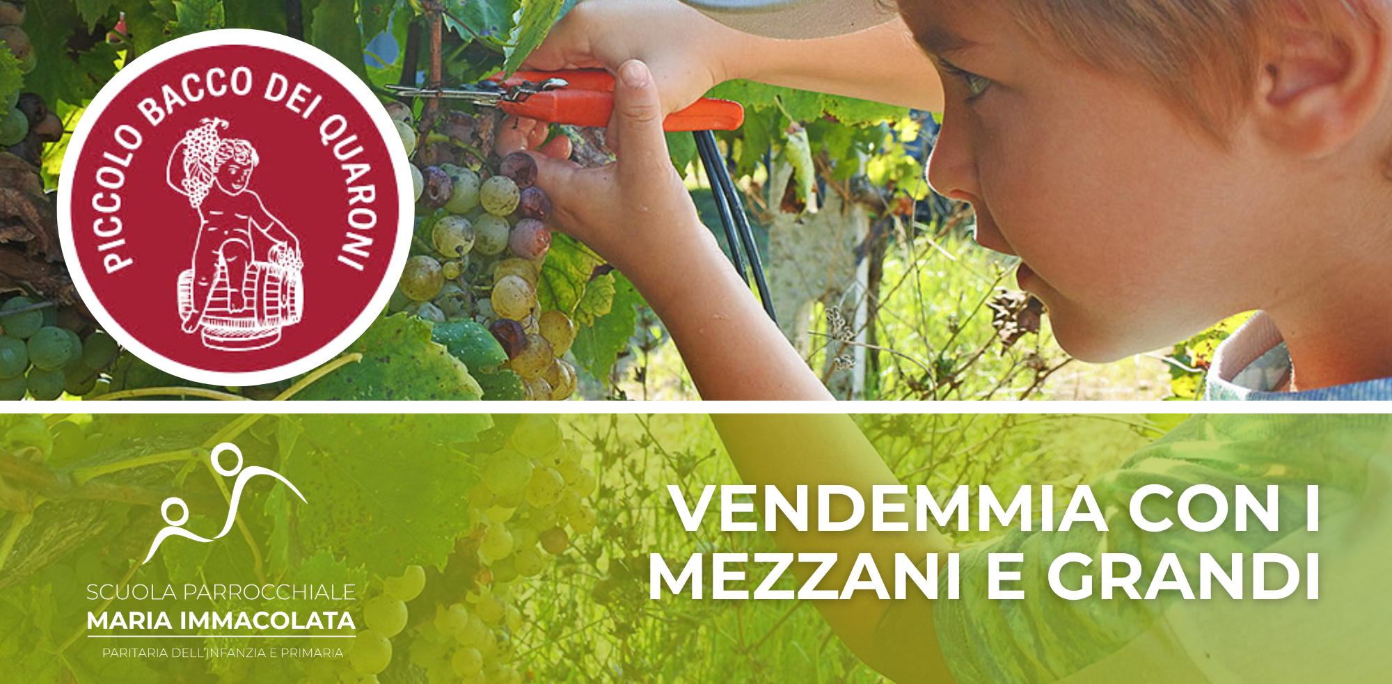 Vendemmia nelle Colline dell’Oltrepò pavese